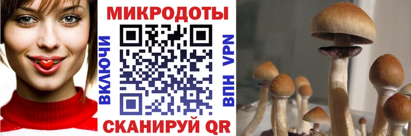 Купить где  Волхов  Галлюциногенные грибы Cubensis 